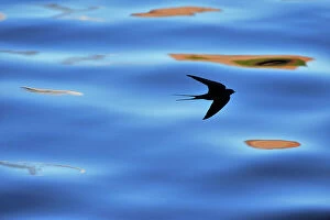 Silhouette of Barn Swallow (Hirundo rustica) flying over water, hawking for insects