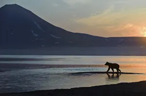 Silhouette of Brown bear (Ursus arctos) beside Lake Kuril at dawn, Kamchatka, Far east Russia