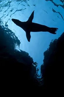 A silhouette of a California sealion pup (Zalophus californianus) next to cliffs