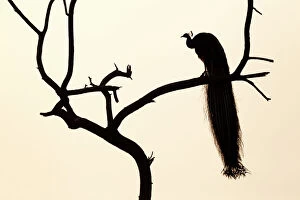 Side View Gallery: Silhouette of Common peafowl (Pavo cristatus) perched in a tree at dawn