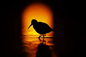 Baltic Sea Prints: Silhouette of Dunlin (Calidris alpina) foraging in shallow waters in front of the rising sun