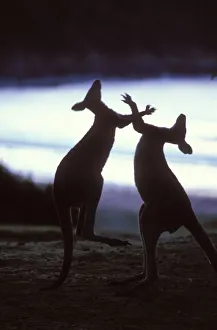 Interaction Prints: Silhouette of Eastern Grey Kangaroo {Macropus giganteus} males boxing, New South Wales