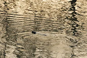 Silhouette of European river otter (Lutra lutra) swimming in the River Tweed at dusk
