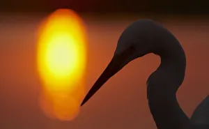 Silhouette of Great Egret (Ardea alba) at sunset, Pusztaszer, Hungary, May 2008 Silhouette of Great Egret (Ardea alba) at sunset, Pusztaszer, Hungary, May 2008