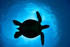 Sea Turtles Gallery: Silhouette of a Green Sea Turtle (Chelonia mydas) passes overhead. West Maui, Hawaii