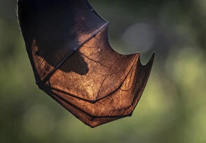 Silhouette of the head of a Grey-headed flying-fox (Pteropus poliocephalus) through its wings