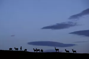 Silhouette of herd of female Red deer (Cervus elaphus) on ridge at dawn, RSPB Forsinard Flows