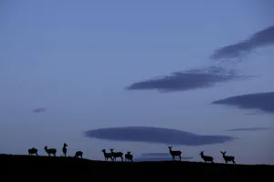 Rspb Prints: Silhouette of herd of female Red deer (Cervus elaphus) on ridge at dawn