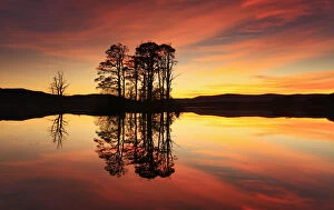 Orange Gallery: Silhouette of island of Scots pine trees (Pinus sylvestris) reflected in loch at sunset