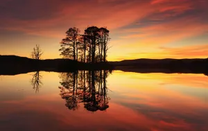 Silhouette of island of Scots pine trees (Pinus sylvestris) reflected in loch at sunset
