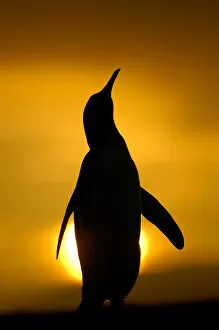 Images Dated 12th January 2006: Silhouette of King penguin {Aptenodytes patagonicus} standing tall during display