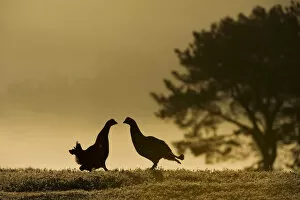 Images Dated 27th April 2011: Silhouette of two male Black grouse (Tetrao tetrix) displaying at lek at dawn, Cairngorms NP