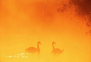 Attention Grabbers Collection: Silhouette through mist of two Mute Swans {Cygnus olor} on water, UK