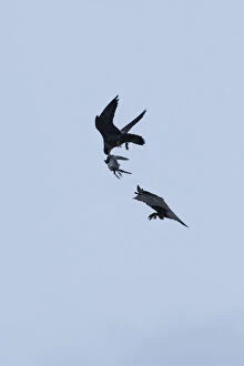 Falco Peregrinus Collection: Silhouette of Peregrine falcon (Falco peregrinus) in flight, male passing pigeon