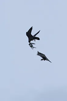 Silhouette of Peregrine falcon (Falco peregrinus) in flight, male passing pigeon
