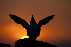Images Dated 15th June 2010: Silhouette of Razorbill (Alca torda) against sunset, flapping wings. June 2010