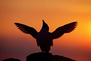 Silhouette of Razorbill (Alca torda) against sunset, flapping wings. June 2010. Photographer quote
