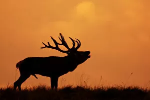 Silhouette of Red Deer (Cervus elaphus) stag calling during rut, Dyrehaven, Denmark