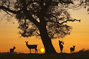 Silhouette of Red deer (Cervus elaphus) stag, hind and fawns at sunset, Norfolk, UK