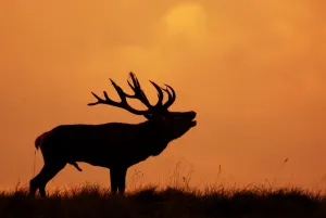 Males Prints: Silhouette of Red Deer (Cervus elaphus) stag calling during rut, Dyrehaven, Denmark