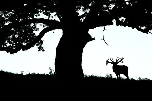 Antlers Prints: Silhouette of Red deer (Cervus elaphus) stag standing under a tree