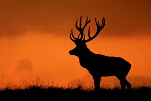 Stag at Sunset Picture Reindeer Deer Elk Roe Deer Moose Animal Framed Print