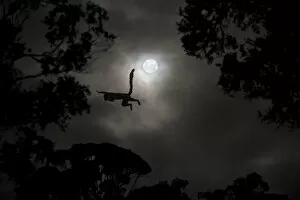 The Magic Moment Gallery: Silhouette of Red-fronted brown lemur (Eulemur rufus) leaping across gap in trees by moonlight