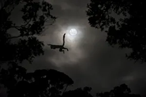 Silhouette of Red-fronted brown lemur (Eulemur rufus) leaping across gap in trees by moonlight