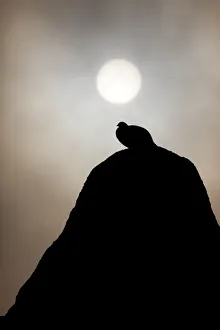 National Prints: Silhouette of Rock ptarmigan (Lagopus mutus) perched on rock against winter sun