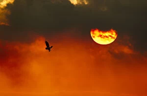 Silhouette of Short-eared owl (Asio flammeus) in flight at dusk, Lincolnshire, UK, March