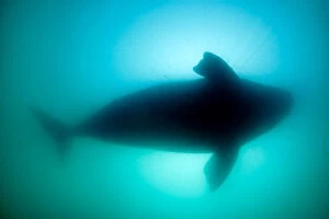 Silhouette of Southern right whale (Eubalaena australis) Golfo Nuevo, Peninsula Valdes
