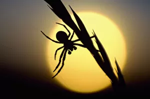 Arachnids Gallery: Silhouette of spider at sunset, Berwickshire, Scotland, August