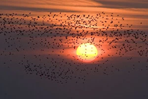 Images Dated 18th September 2008: Silhouette of waders flying to roost at sunset, Snettisham RSPB reserve, The Wash