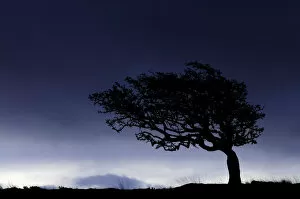 Ross Hoddinott Collection: Silhouette of weathered, windswept hawthorn tree on stormy morning sky, Near Lynton, Devon, UK