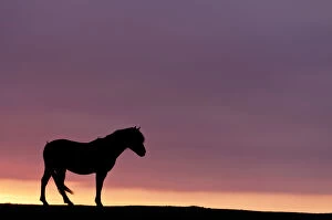 Silhouetted Dartmoor pony (Equus caballus) at sunrise, Combestone Tor, Dartmoor National Park