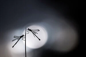 Agrion Sponsa Gallery: Silhouetted emerald damselflies (Lestes sponsa) resting on a reed, Devon, England, UK