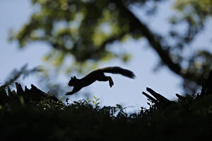 Images Dated 24th August 2016: Silhouetted Red Squirrel (Sciurus vulgaris) jumping between tree stumps. Cairngorms National Park