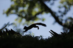 Neil Mcintyre Prints: Silhouetted Red Squirrel (Sciurus vulgaris) jumping between tree stumps