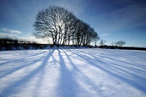 Bold cool woodlands Collection: Silhouetted trees and long blue shadows falling on fresh snow, near Bradworthy, north Devon, UK