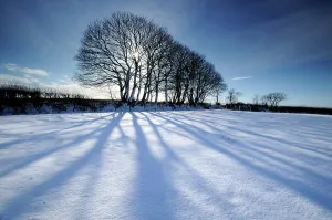 Silhouettes Prints: Silhouetted trees and long blue shadows falling on fresh snow