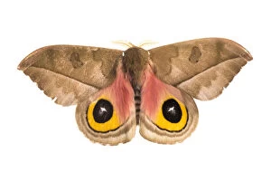 Silk moth (Automeris zugana) sequence 2 of 2, with wings open to reveal eyespots