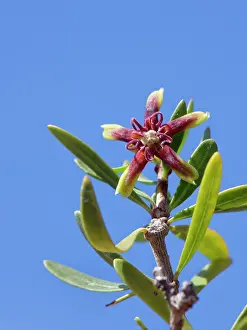 Almeria Prints: Silk vine (Periploca laevigata angustifolia) in flower