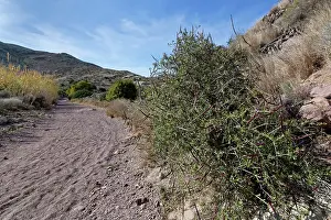 Almeria Prints: Silk vine (Periploca laevigata angustifolia) with ripening seed pods