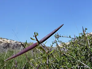 Almeria Prints: Silk vine (Periploca laevigata angustifolia) ripening seed pods among arid