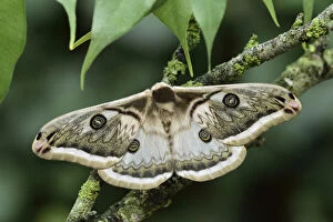 Butterflies & Moths Collection: Silkmoth (Saturnia pyretorum) male, Miaoli, Taiwan