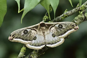 Silkmoth (Saturnia pyretorum) male, Miaoli, Taiwan