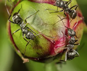 Three Animals Prints: Silky field ants (Formica subsericea) on flower bud, Pennsylvania, USA. April
