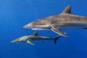2018 August Highlights Collection: Silky shark (Carcharhinus falciformis), Jardines de la Reina / Gardens of the Queen National Park