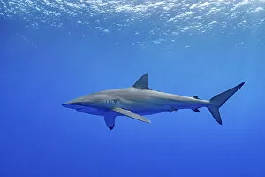 Alone Gallery: Silky shark (Carcharhinus falciformis) swimming near the surface, Tubuai