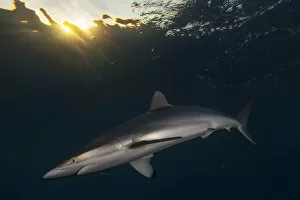 Images Dated 3rd April 2020: Silky Shark (Carcharhinus falciformis) with hook, Jardines de la Reina / Gardens of the